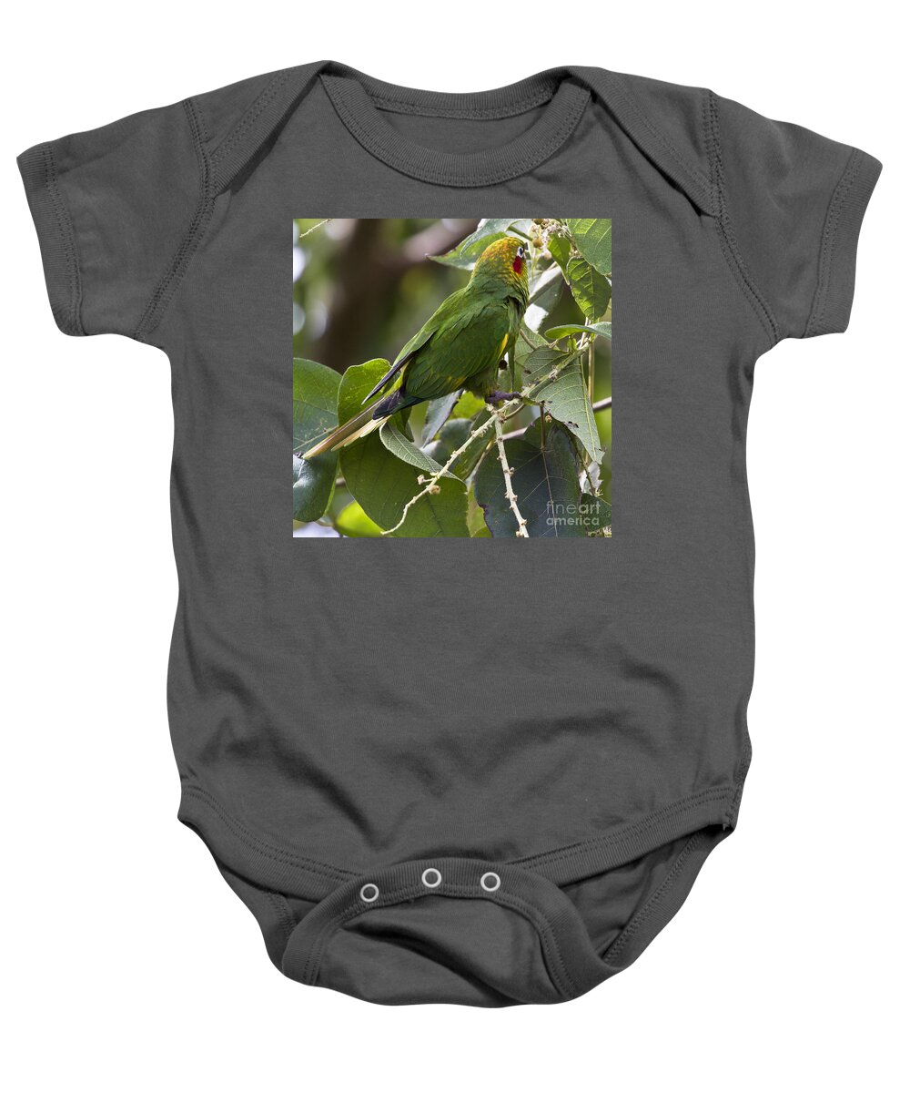 Parrot Baby Onesie featuring the photograph Hoffman's Conure by Heiko Koehrer-Wagner