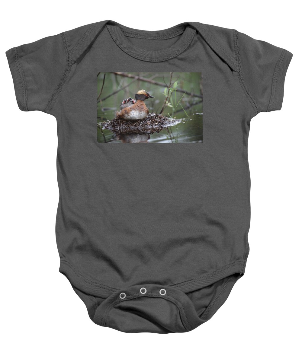 Feb0514 Baby Onesie featuring the photograph Horned Grebe On Nest With Chicks by Michael Quinton