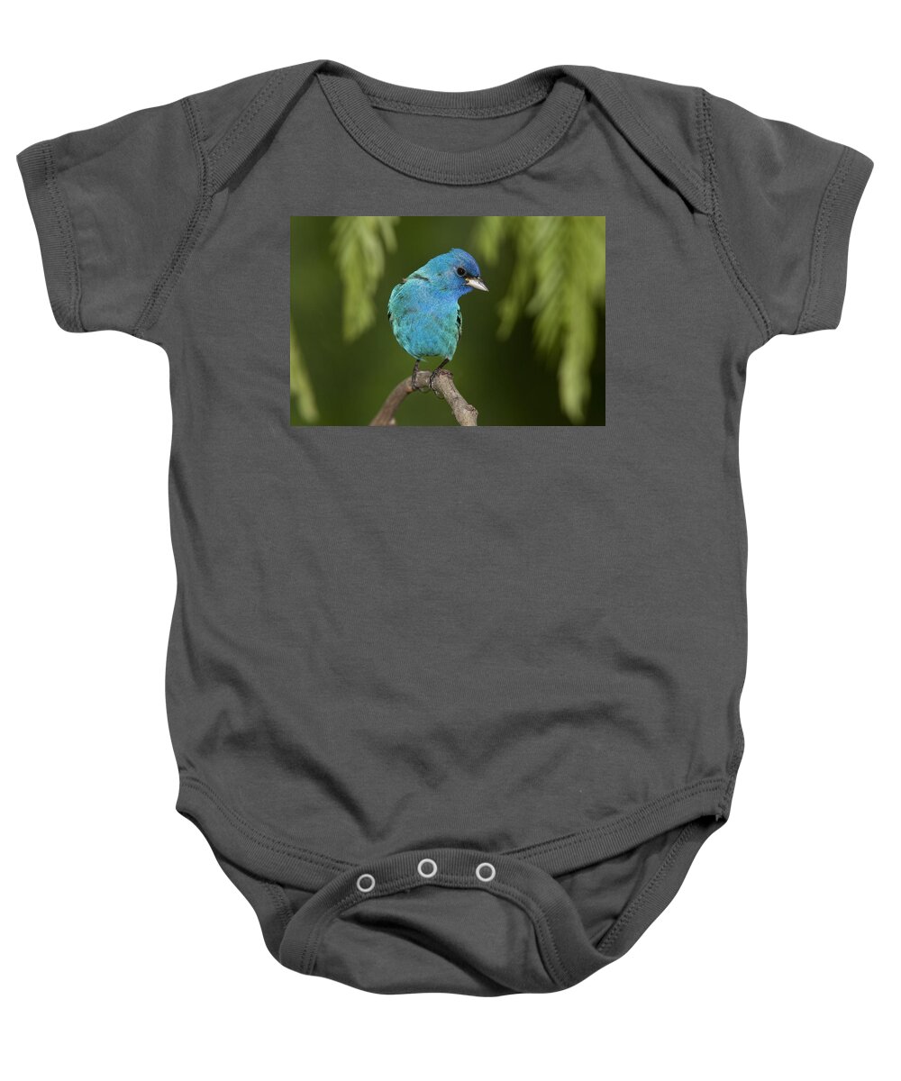 Feb0514 Baby Onesie featuring the photograph Indigo Bunting Male Texas by Tom Vezo