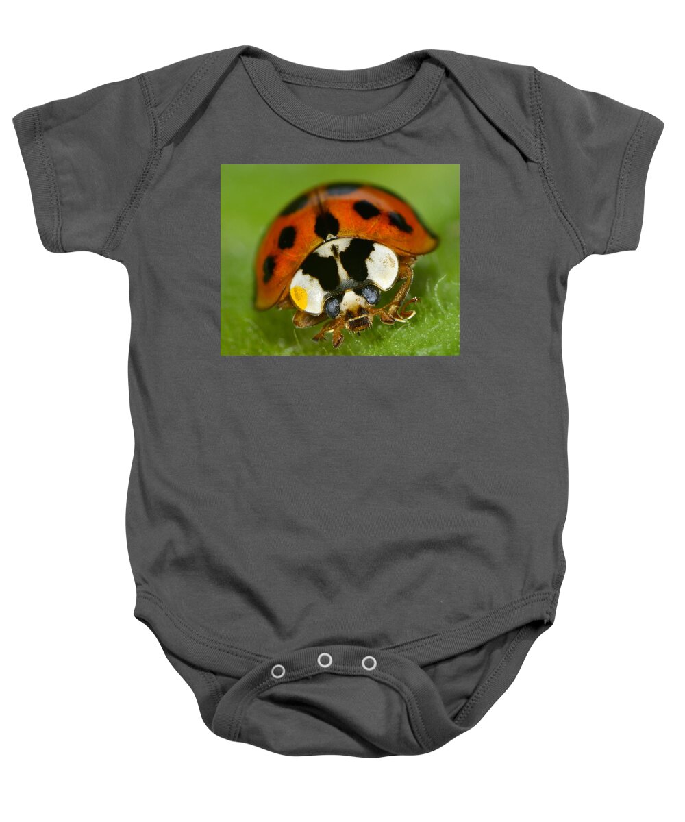 Harmonia Axyridis Baby Onesie featuring the photograph Lady by Tony Beck