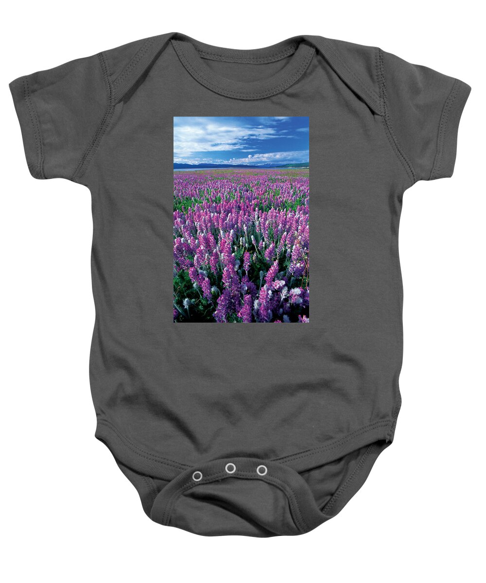 Blooming Baby Onesie featuring the photograph Lamberts Locoweed by James Steinberg