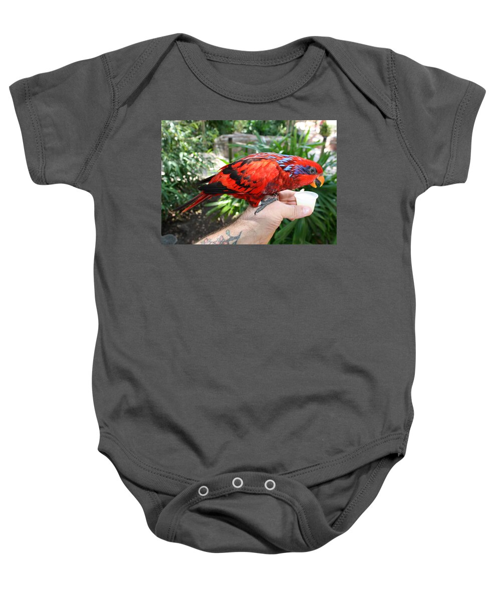 Tampa Bay Baby Onesie featuring the photograph Lory Landing by David Nicholls
