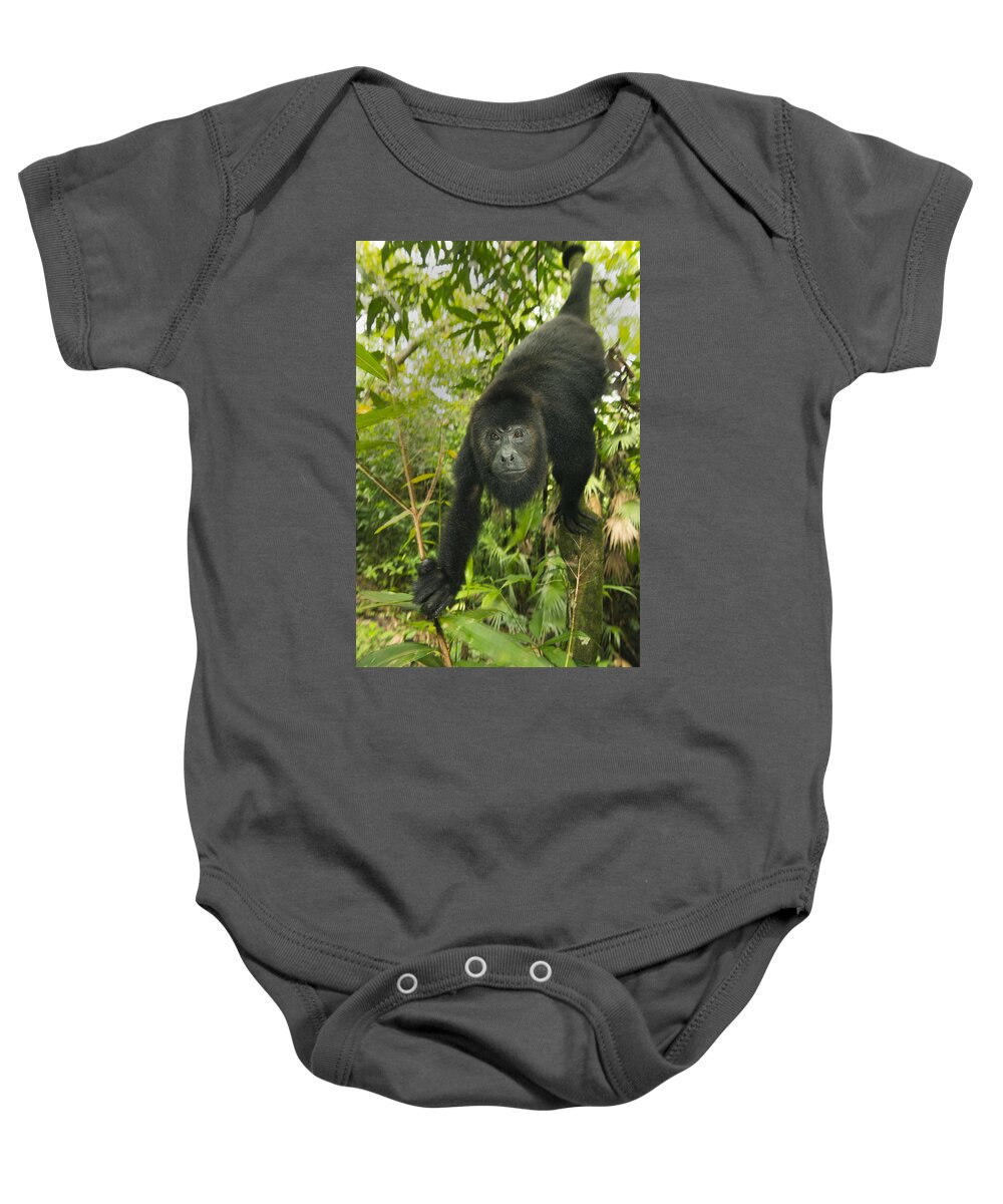 Kevin Schafer Baby Onesie featuring the photograph Mexican Black Howler Monkey Belize by Kevin Schafer