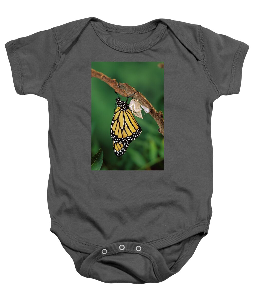 Beginning Baby Onesie featuring the photograph Monarch Butterfly Emerging by Michael Durham