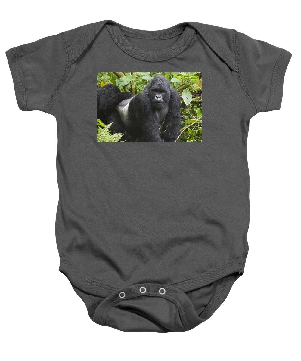 Feb0514 Baby Onesie featuring the photograph Mountain Gorilla Silverback Rwanda by D. & E. Parer-Cook