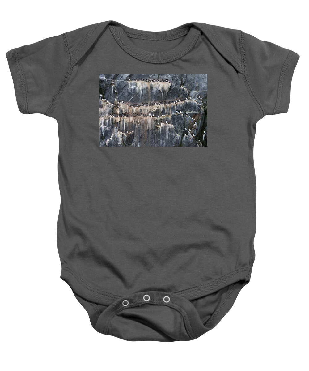 Animal Baby Onesie featuring the photograph Murres And Kittiwakes by John Shaw