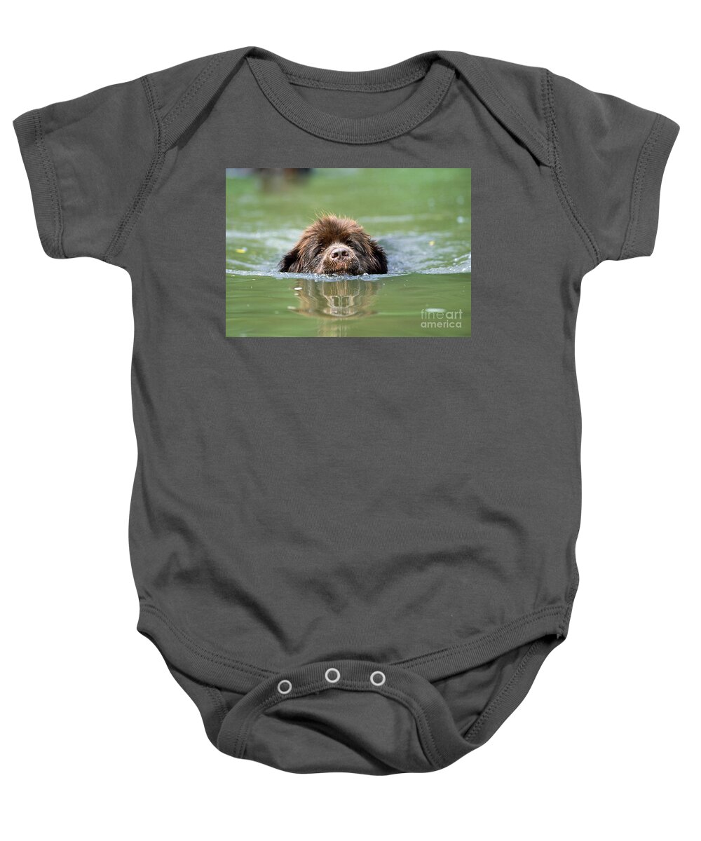 Newfoundland Baby Onesie featuring the photograph Newfoundland Dog, Swimming In River by John Daniels