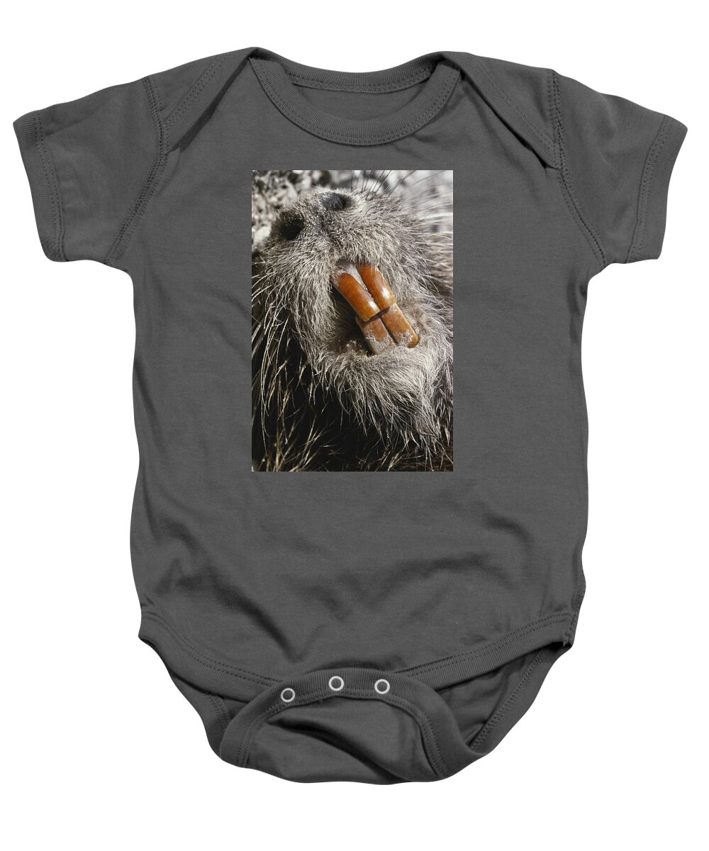 Alien Species Baby Onesie featuring the photograph Nutria Teeth by Gary Retherford