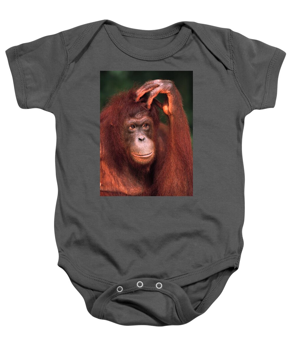 00216532 Baby Onesie featuring the photograph Orangutan Scratching Head by Pete Oxford
