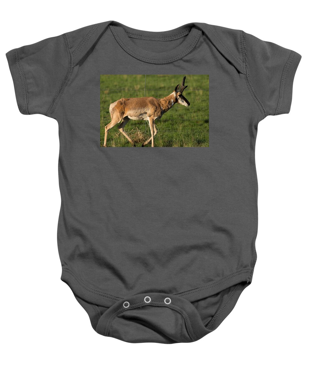 Pronghorn Baby Onesie featuring the photograph Pronghorn Fenceline by John Daly