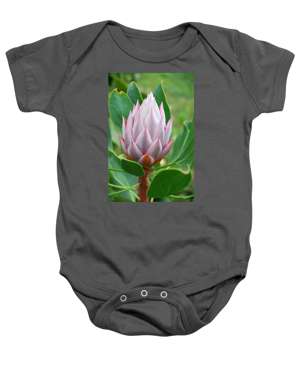 Kula Botanical Gardens Baby Onesie featuring the photograph Protea Flower Blossoming by Amy Fose