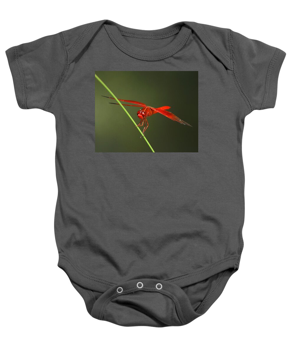 Insect Baby Onesie featuring the photograph Red Dragon At Rest by Robert Woodward