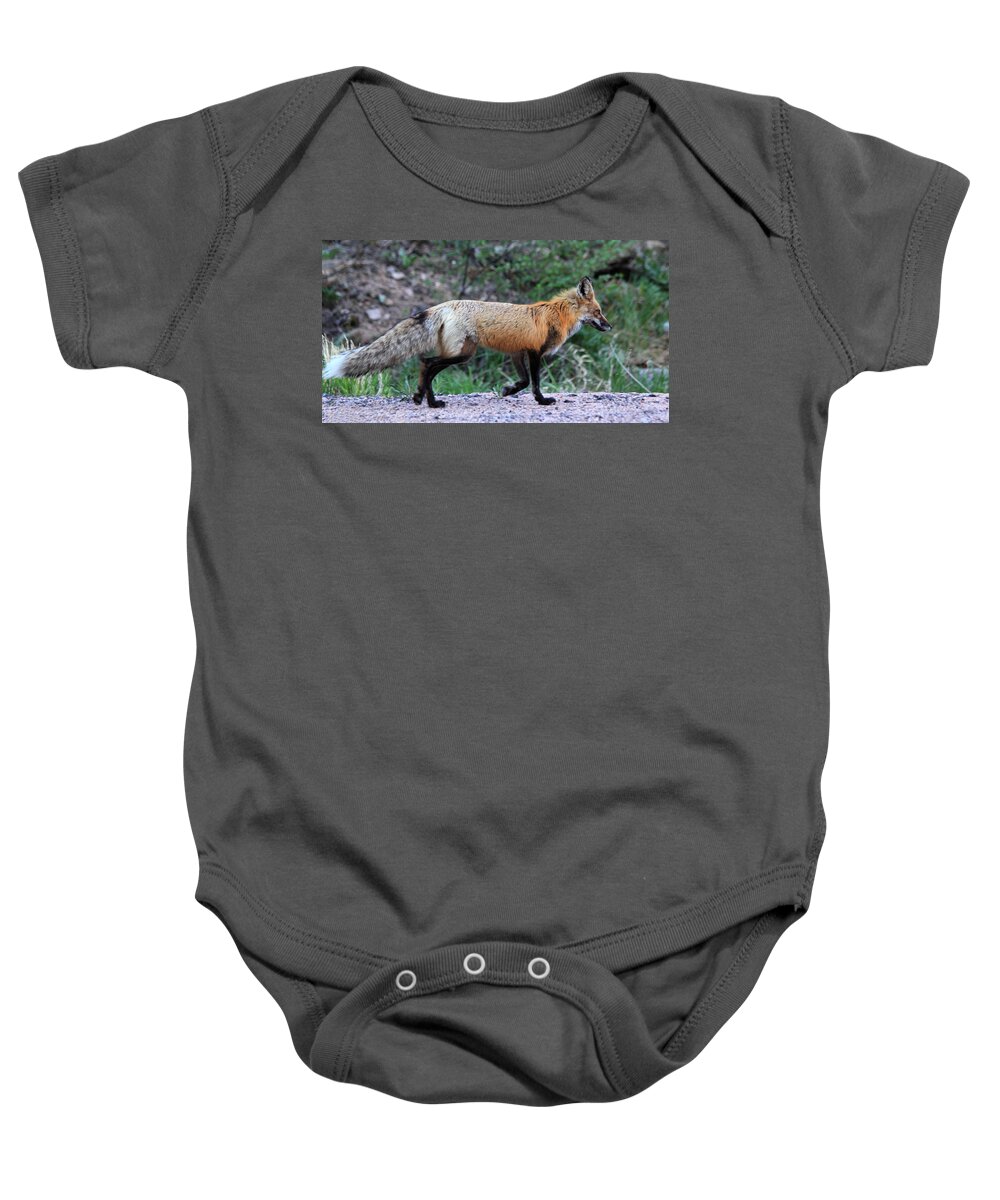 Red Fox Baby Onesie featuring the photograph Red Fox by Shane Bechler