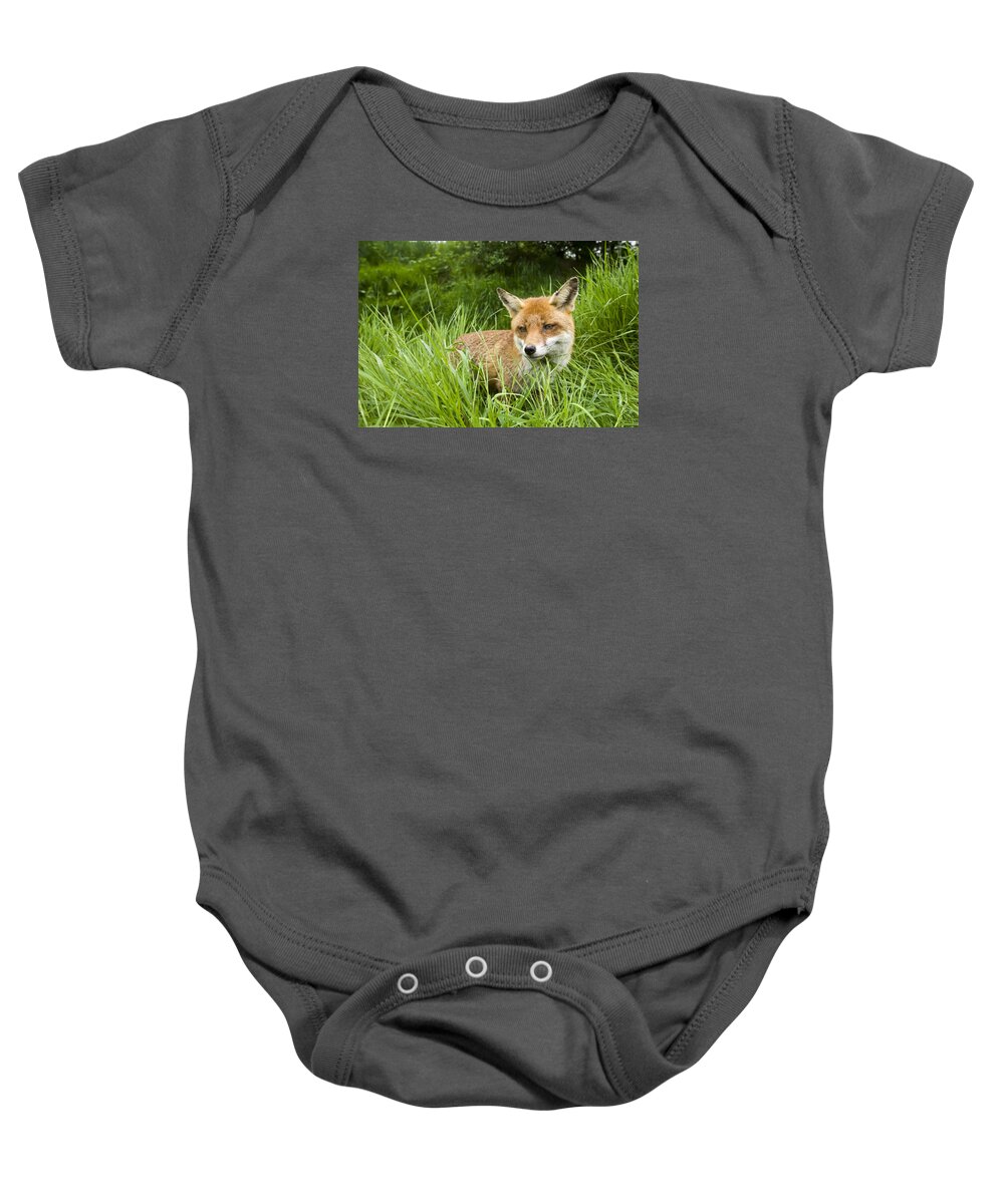 Flpa Baby Onesie featuring the photograph Red Fox In Long Grass by Elliott Neep