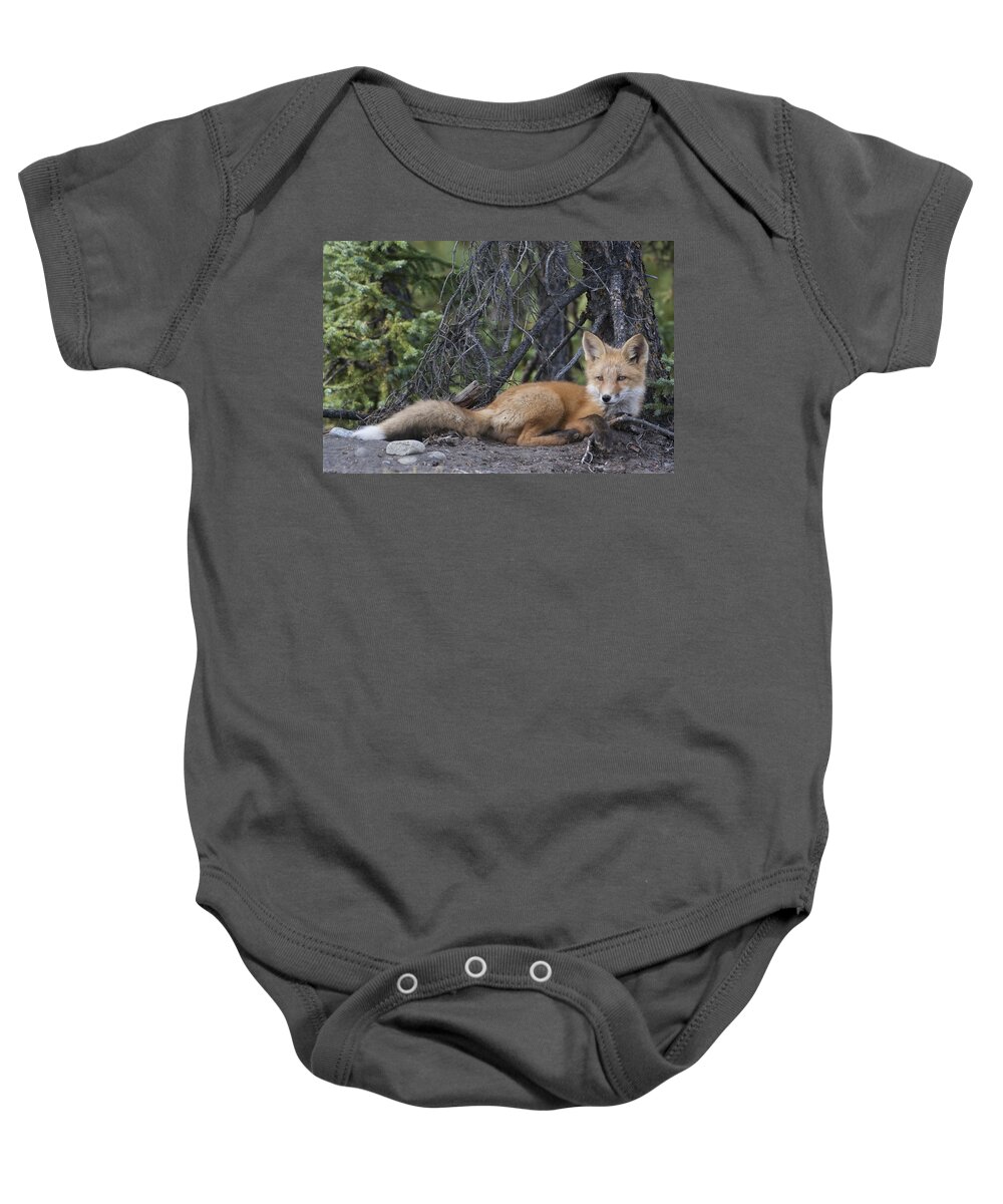 530770 Baby Onesie featuring the photograph Red Fox Pup Resting Alaska by Michael Quinton