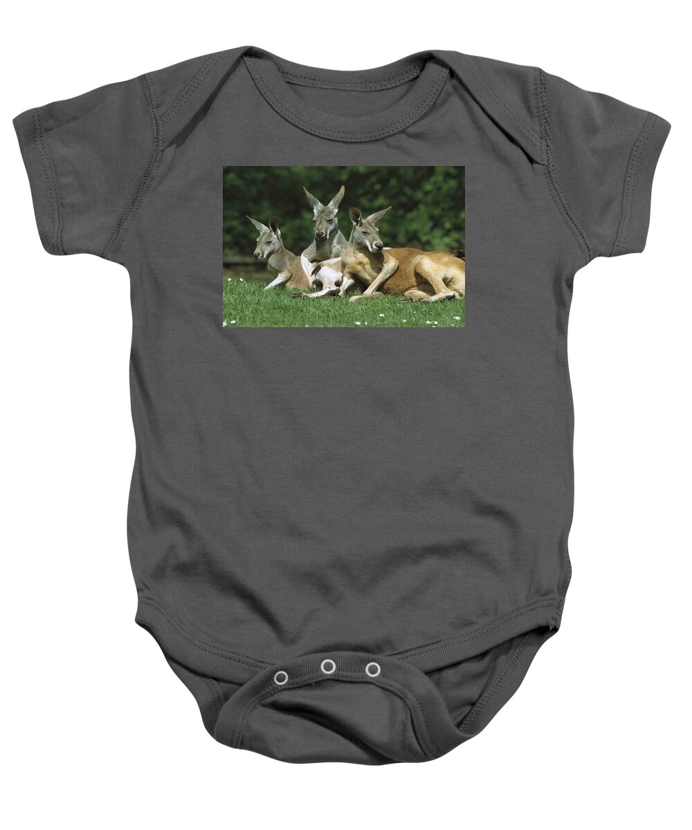 Feb0514 Baby Onesie featuring the photograph Red Kangaroo Trio Relaxing Australia by Konrad Wothe