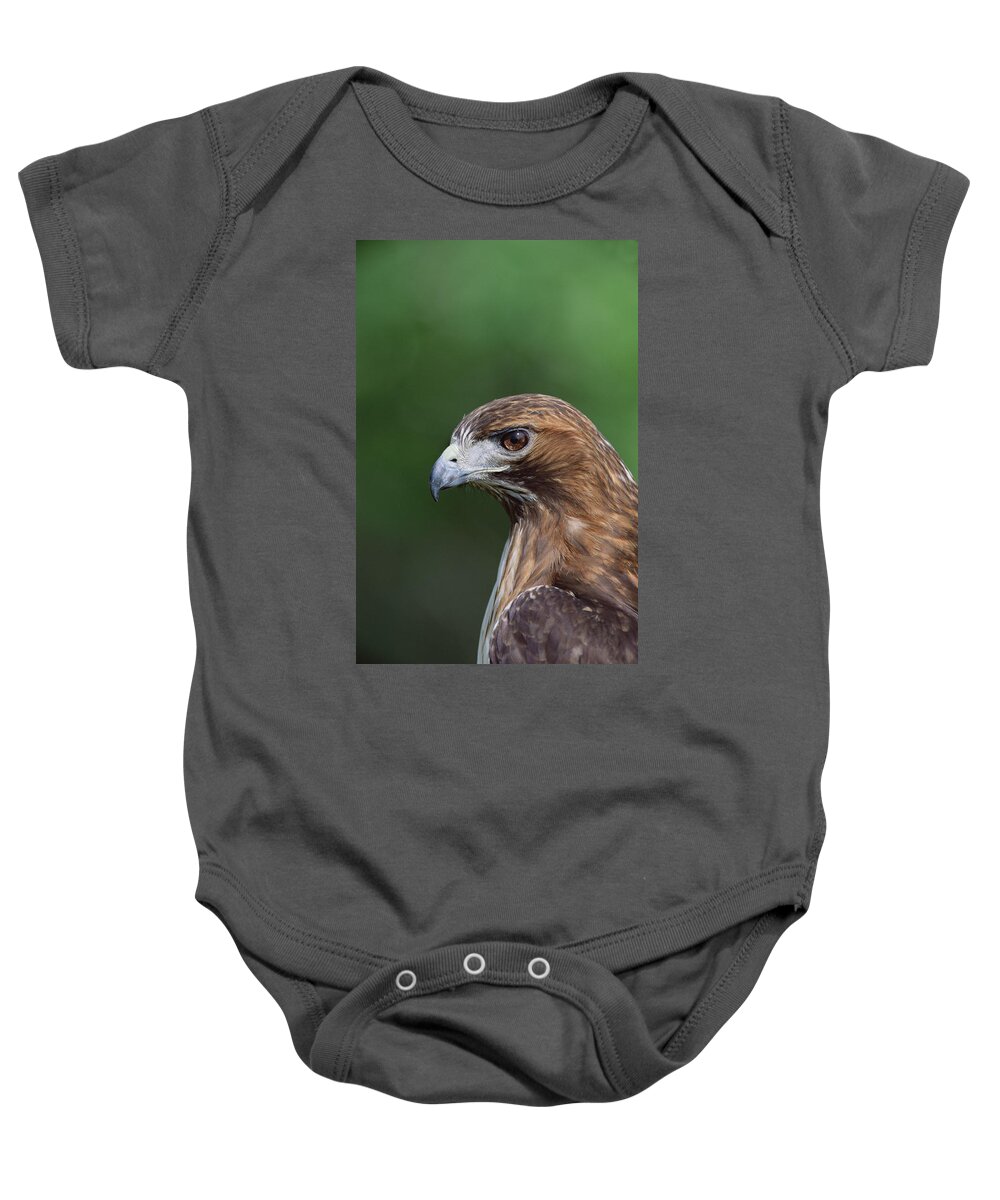 Feb0514 Baby Onesie featuring the photograph Red-tailed Hawk Portrait North America by Konrad Wothe