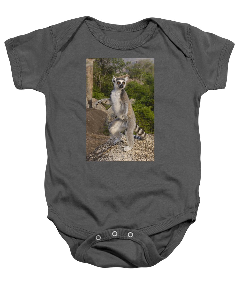Feb0514 Baby Onesie featuring the photograph Ring-tailed Lemur Standing Madagascar by Pete Oxford