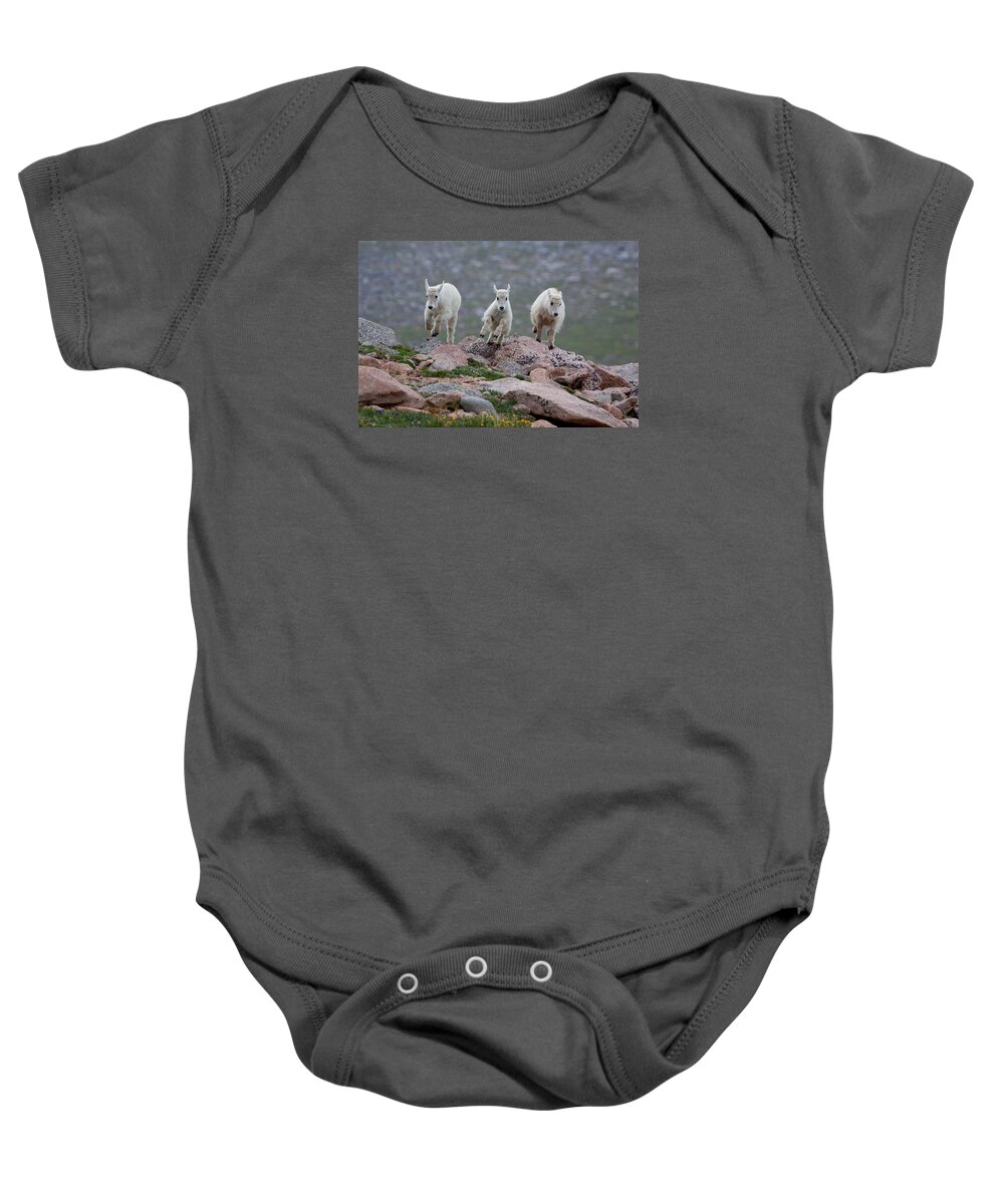 Mountain Goats; Posing; Group Photo; Baby Goat; Nature; Colorado; Crowd; Baby Goat; Mountain Goat Baby; Happy; Joy; Nature; Brothers Baby Onesie featuring the photograph Running Scared by Jim Garrison