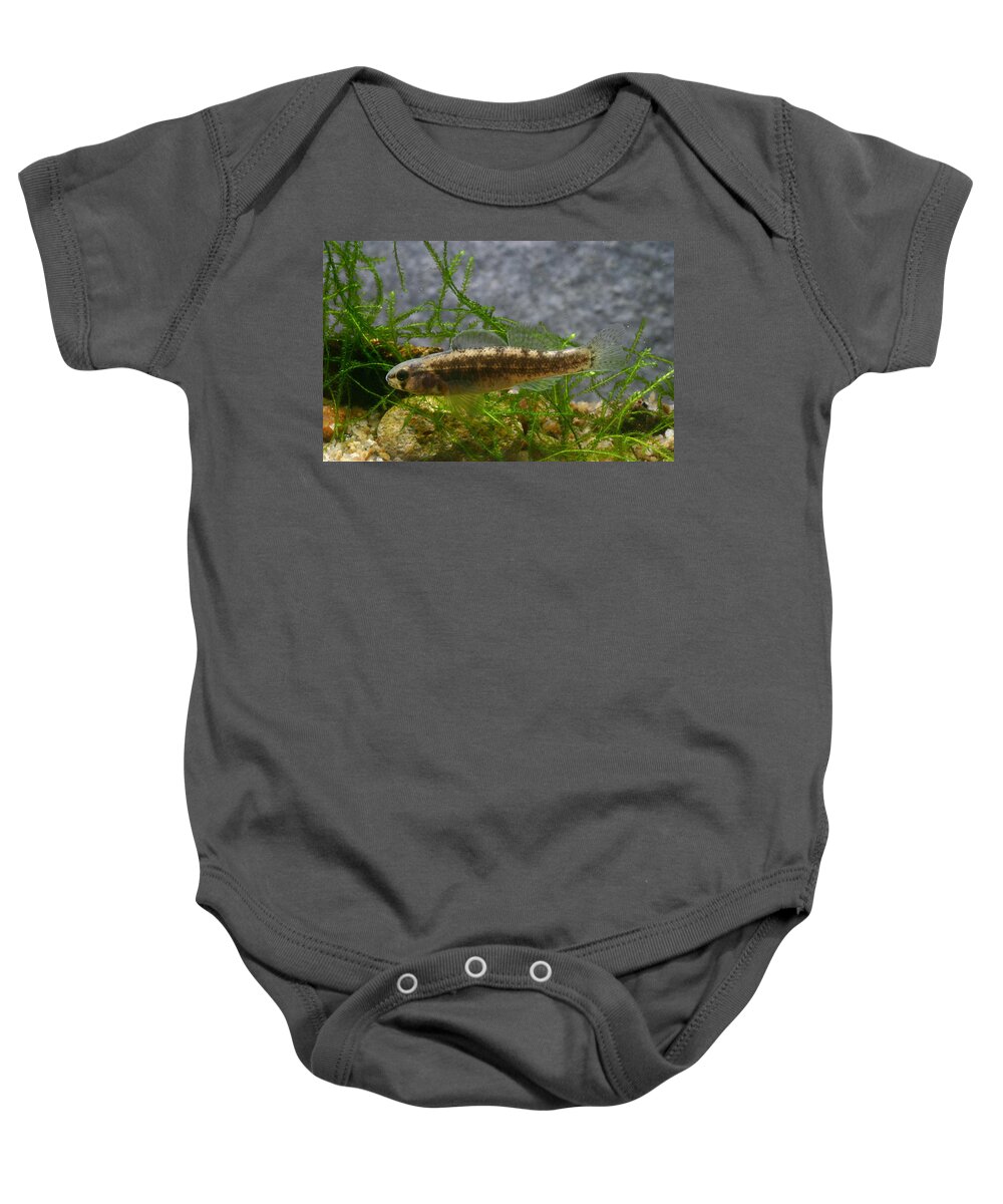 Animal Baby Onesie featuring the photograph Rush Darter by USFWS/Science Source