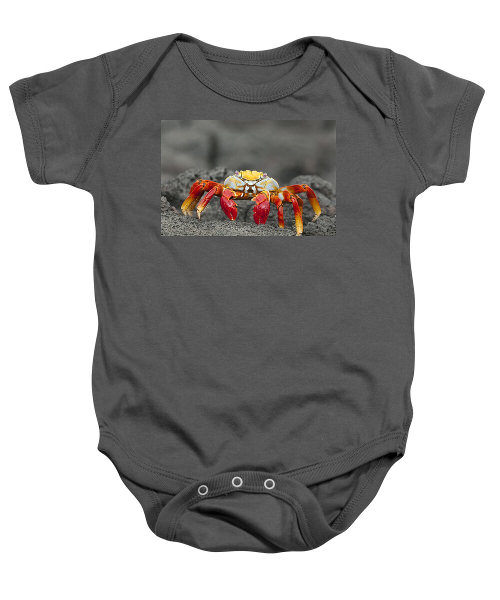 536823 Baby Onesie featuring the photograph Sally Lightfoot Crab James Bay by Tui De Roy