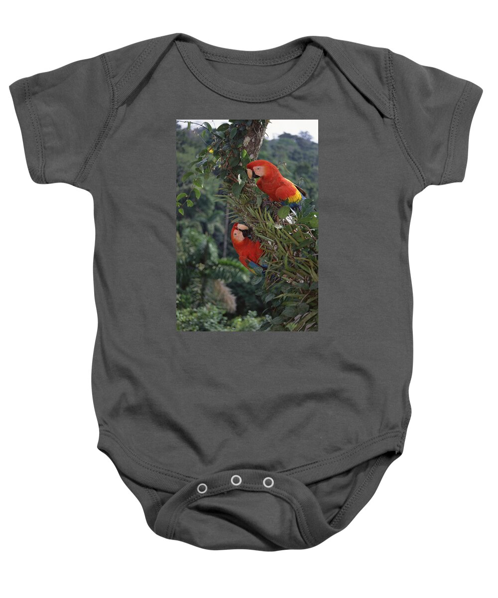 Feb0514 Baby Onesie featuring the photograph Scarlet Macaws In Rainforest Canopy by Tui De Roy