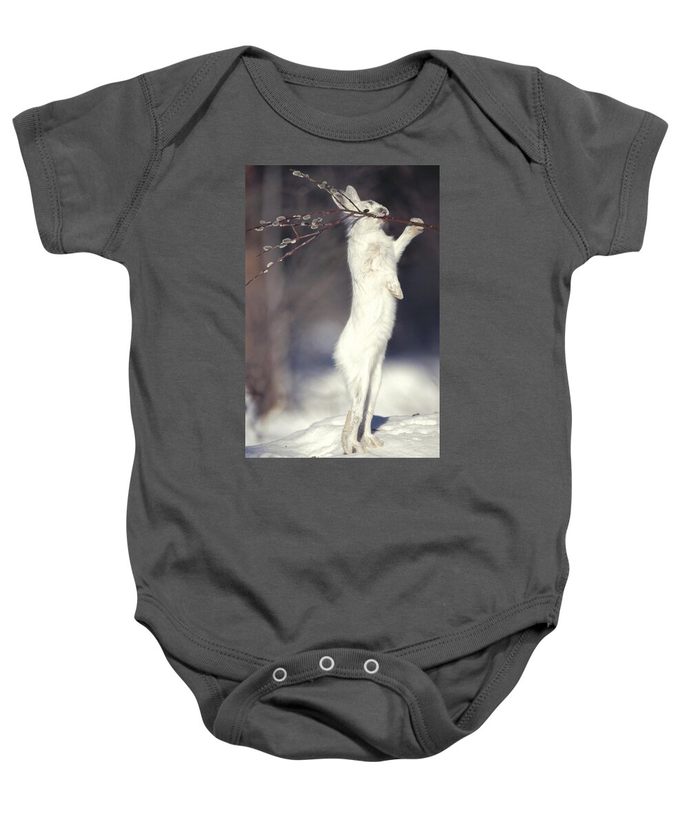 Feb0514 Baby Onesie featuring the photograph Snowshoe Hare Feeding On Pussy Willow by Michael Quinton