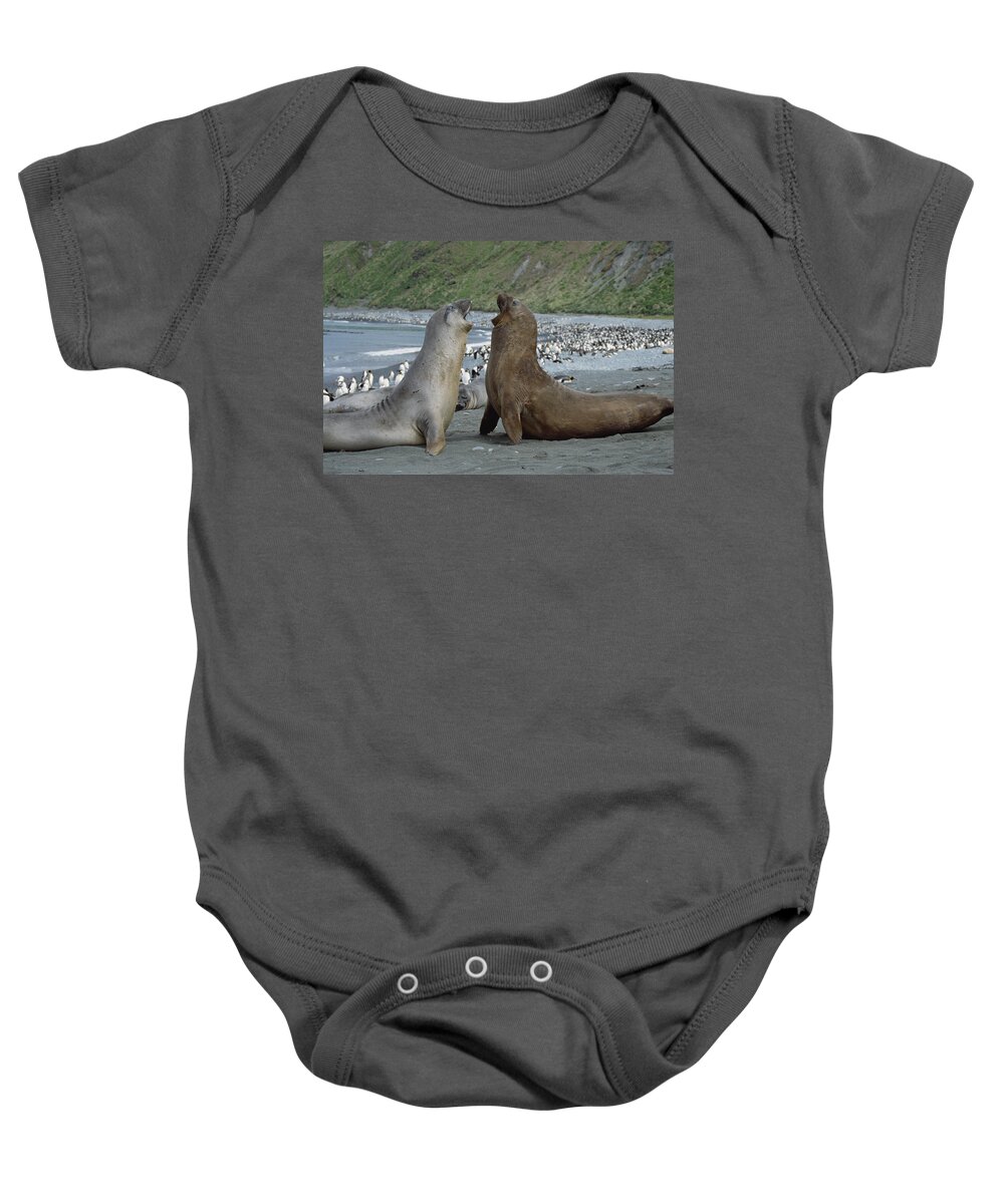 Feb0514 Baby Onesie featuring the photograph Southern Elephant Seal Bulls Fighting by Konrad Wothe