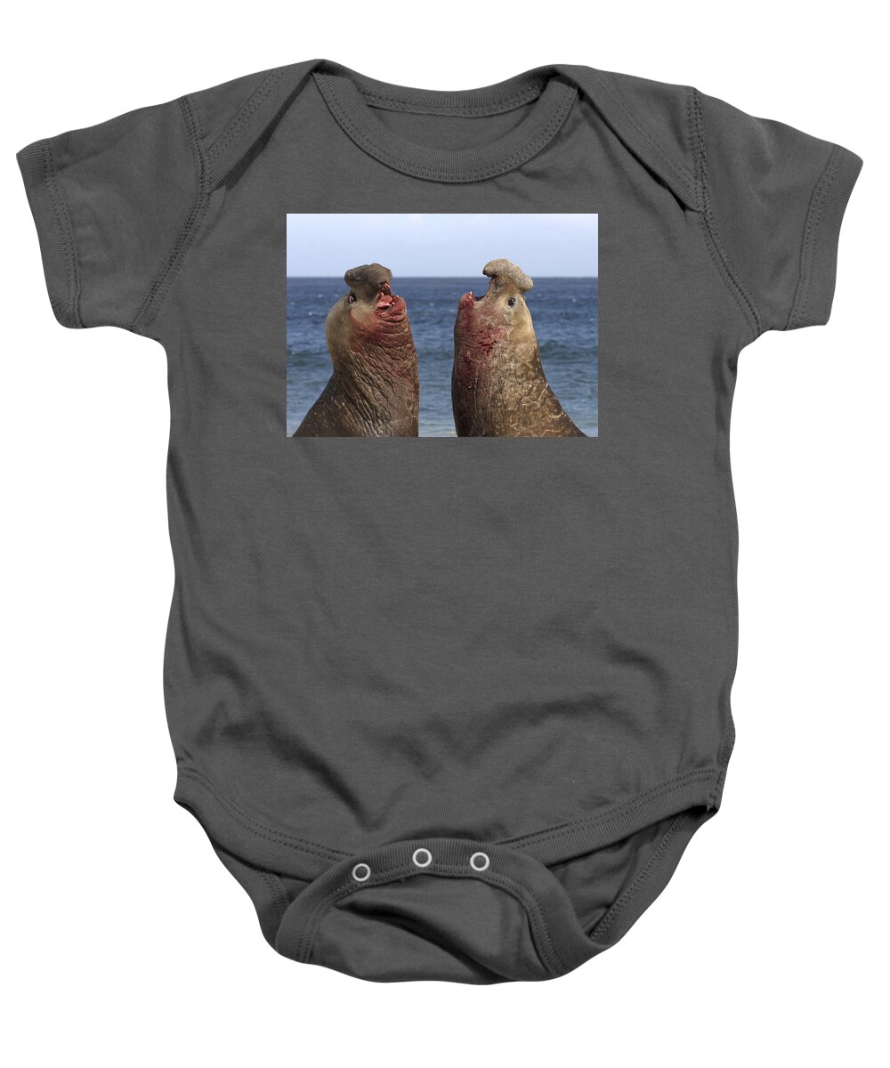 Feb0514 Baby Onesie featuring the photograph Southern Elephant Seal Males Competing by Hiroya Minakuchi