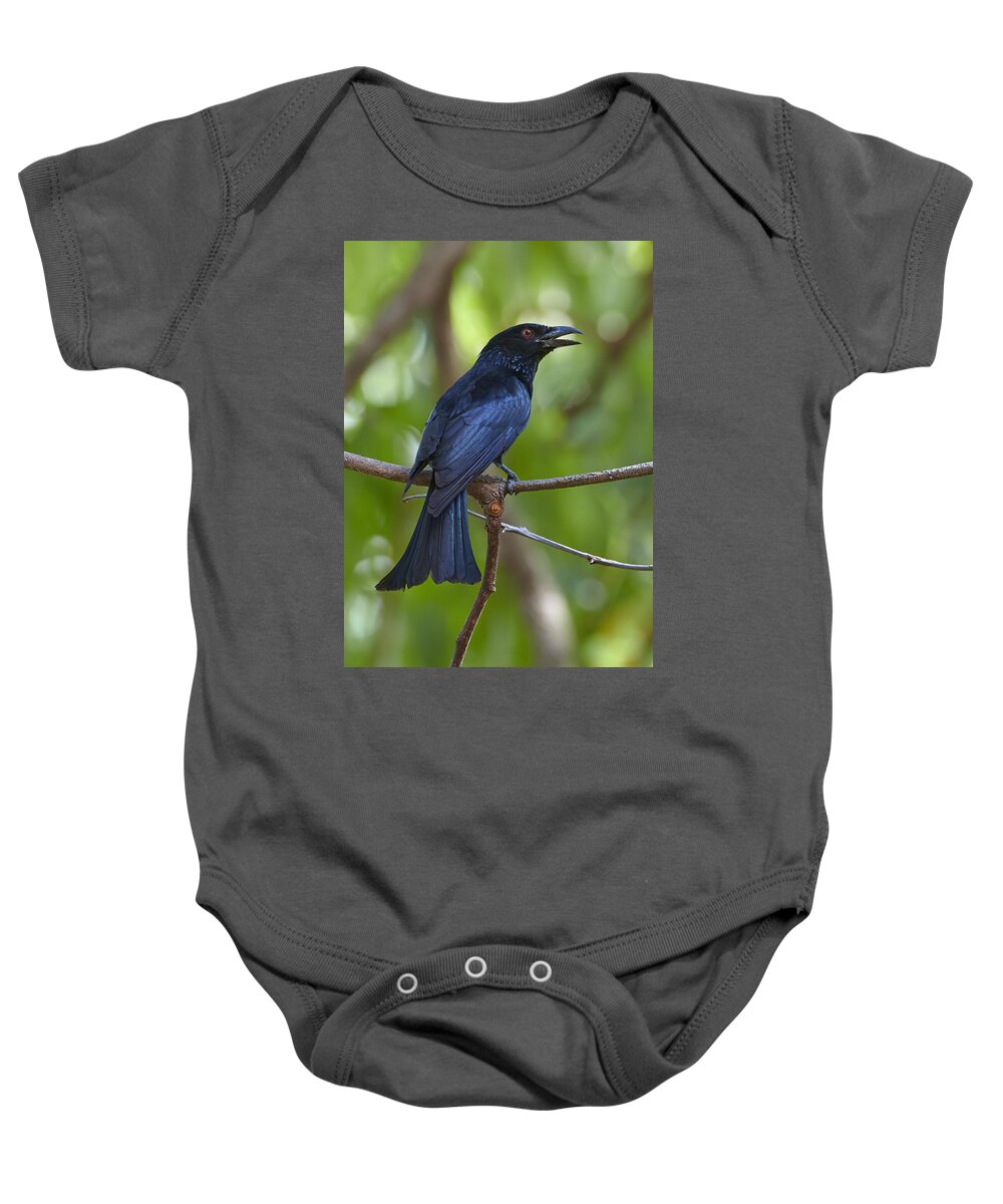 Martin Willis Baby Onesie featuring the photograph Spangled Drongo Calling Queensland by Martin Willis