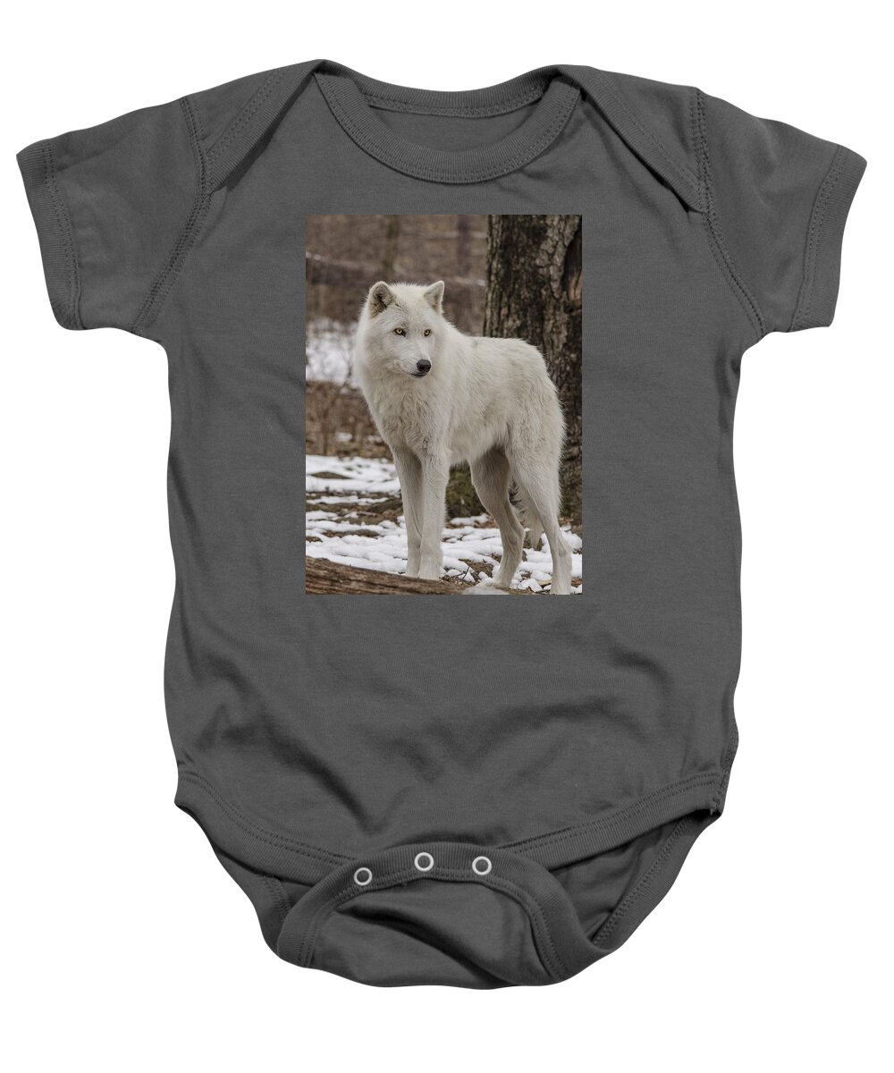 Artic Wolf Baby Onesie featuring the photograph Standing Wolf by GeeLeesa Productions