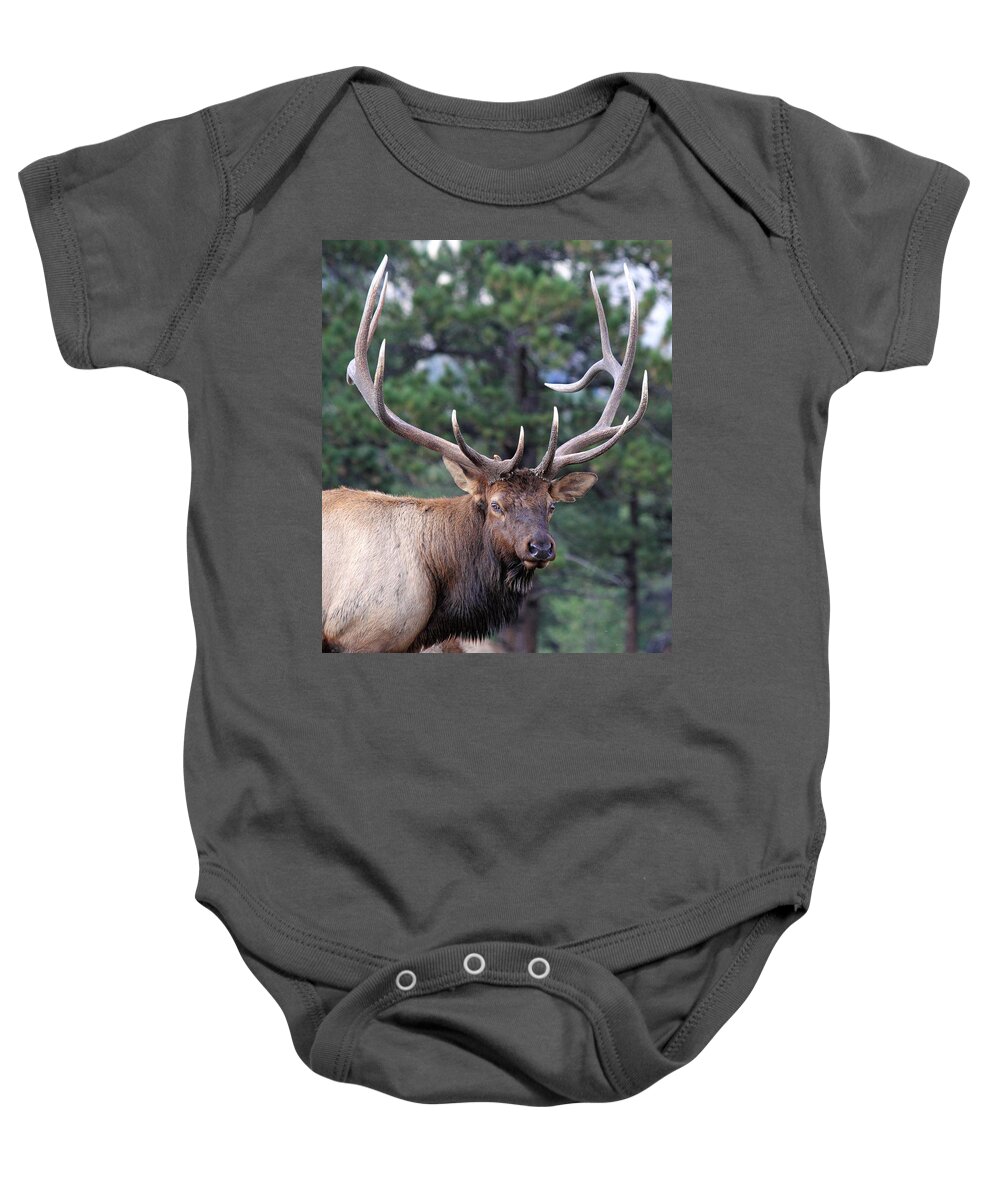 Elk Baby Onesie featuring the photograph Stare Down #2 by Shane Bechler