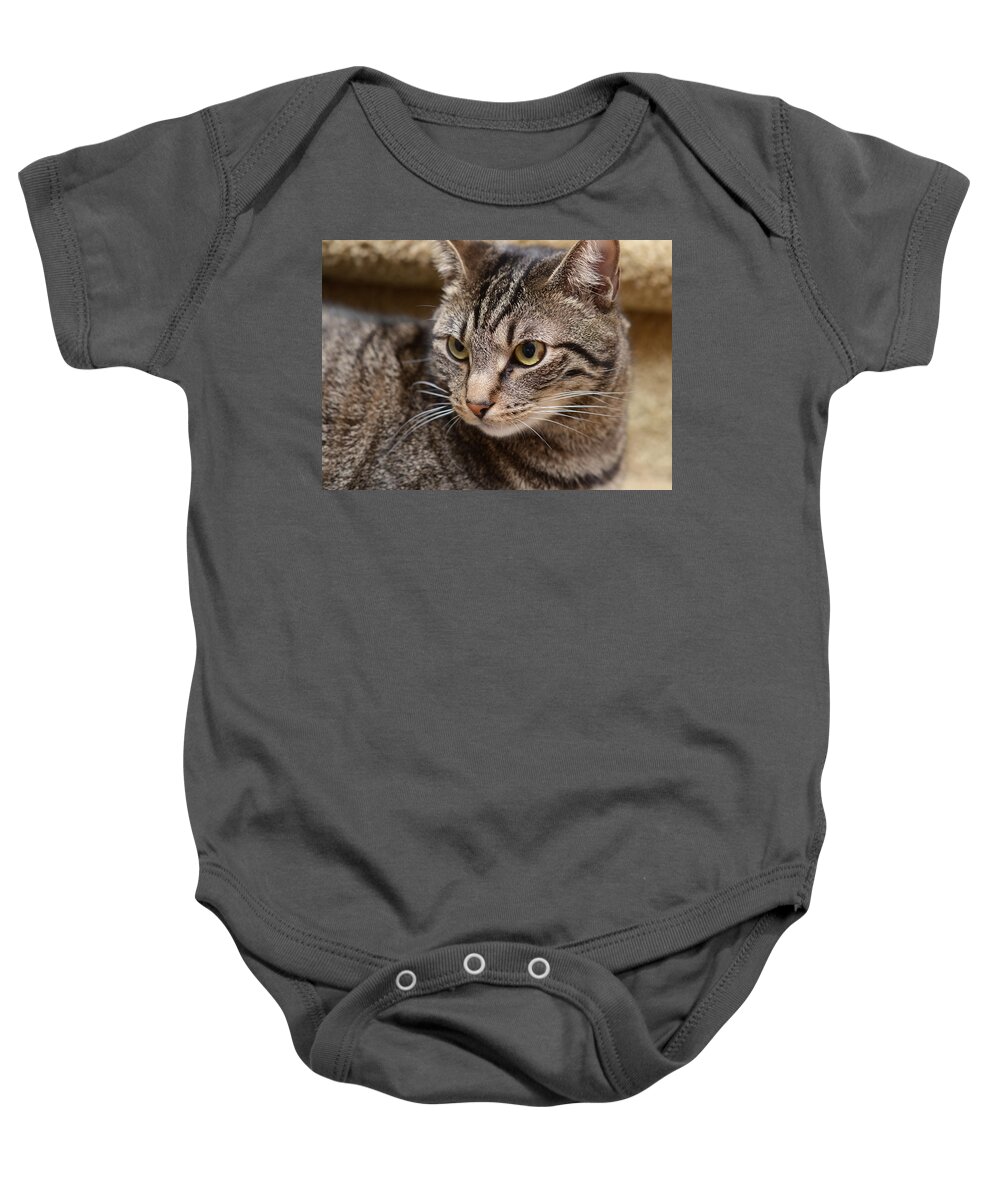 Cats Baby Onesie featuring the photograph Teddy by Lisa Phillips