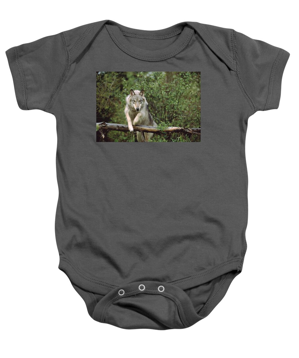 00170057 Baby Onesie featuring the photograph Timber Wolf Canis Lupus Leaping by Tim Fitzharris