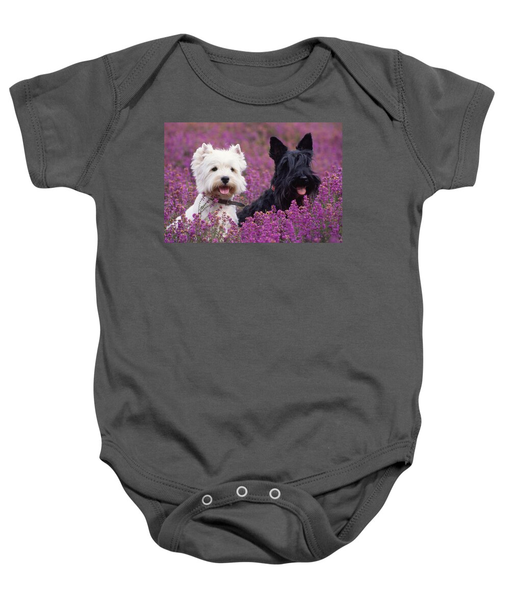 West Highland White Terrier Baby Onesie featuring the photograph Westie And Scottie Dogs by John Daniels
