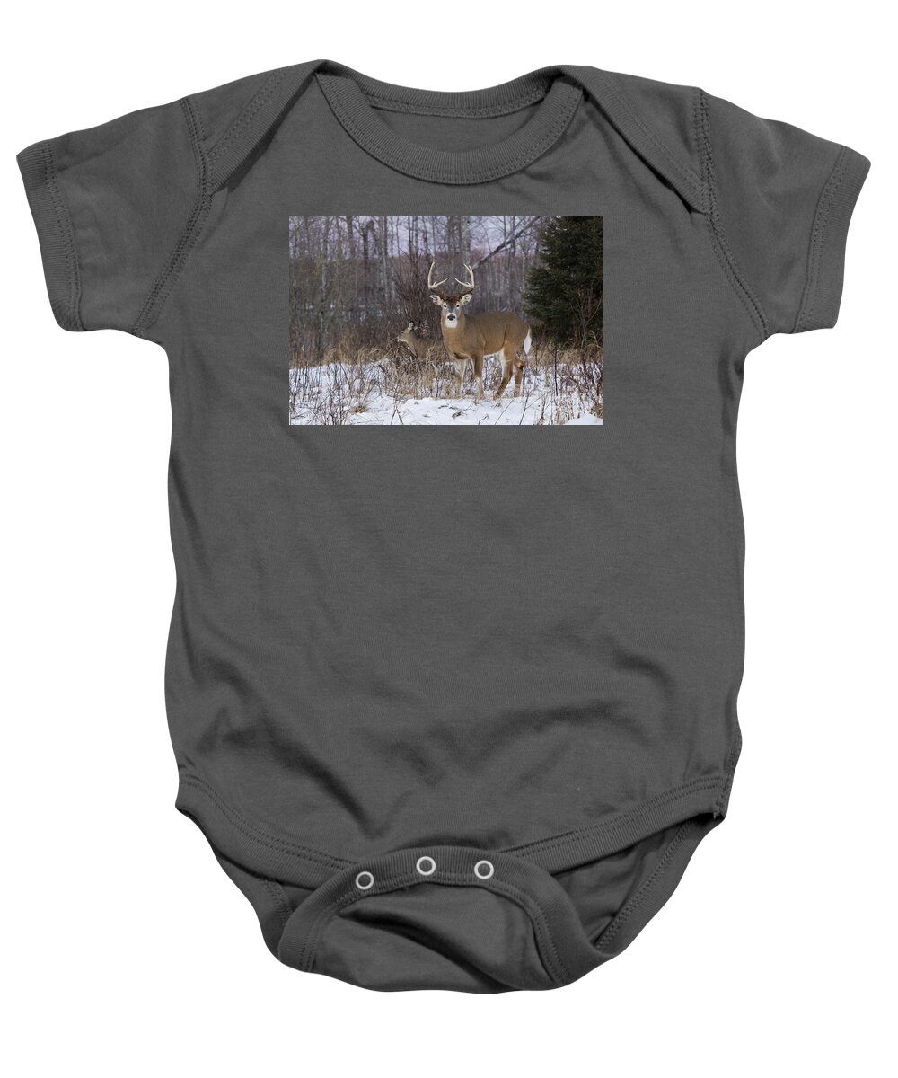 Odocoileus Virginianus Baby Onesie featuring the photograph White-tailed Buck & Doe by Linda Freshwaters Arndt