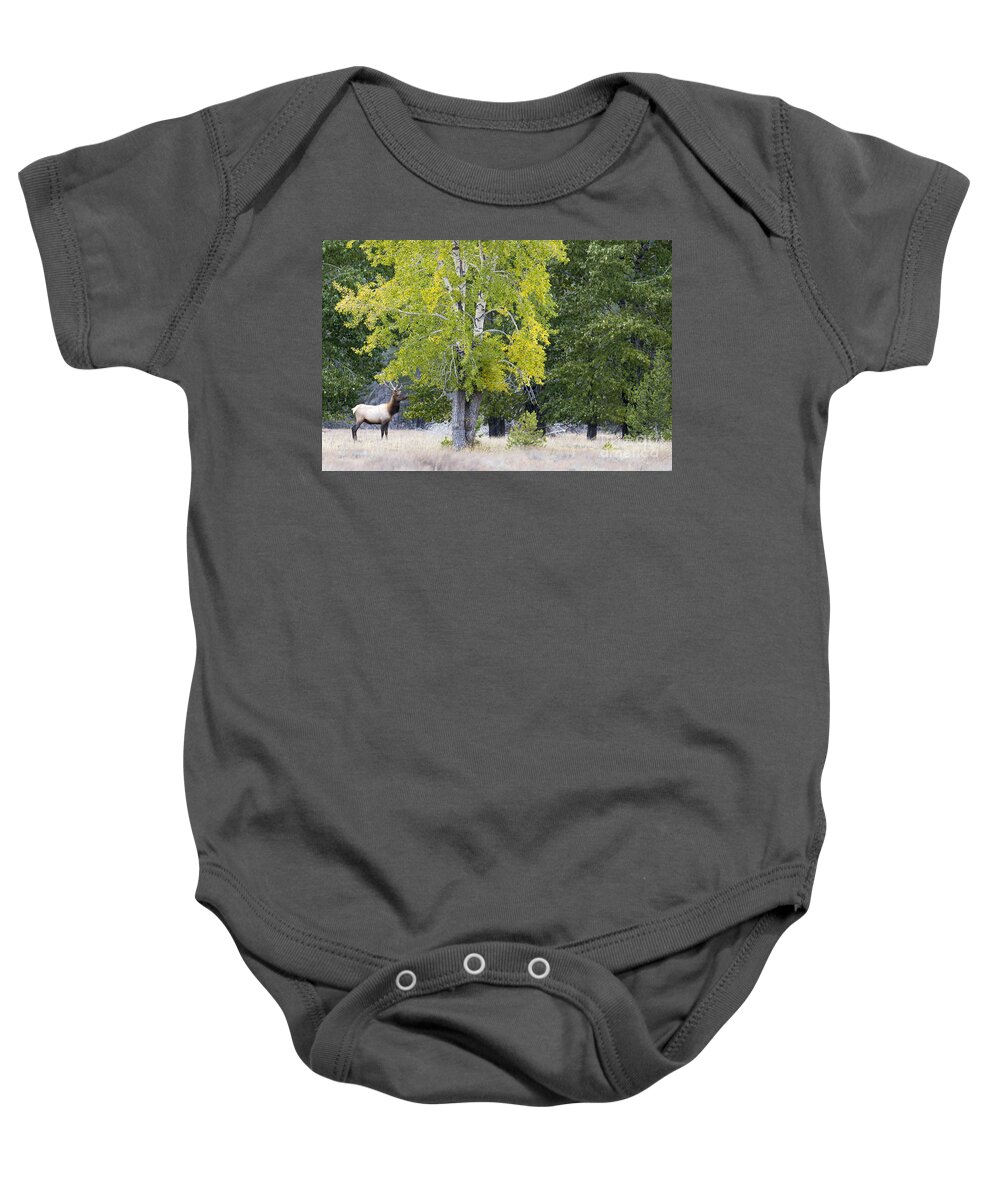 Bull Elk Baby Onesie featuring the photograph Wishful by Deby Dixon