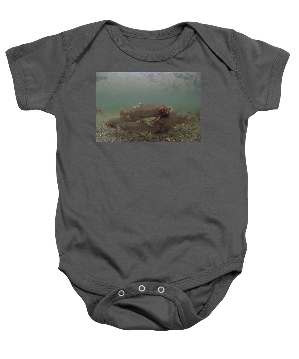 Feb0514 Baby Onesie featuring the photograph Yellowstone Cutthroat Trout In Stream by Michael Quinton