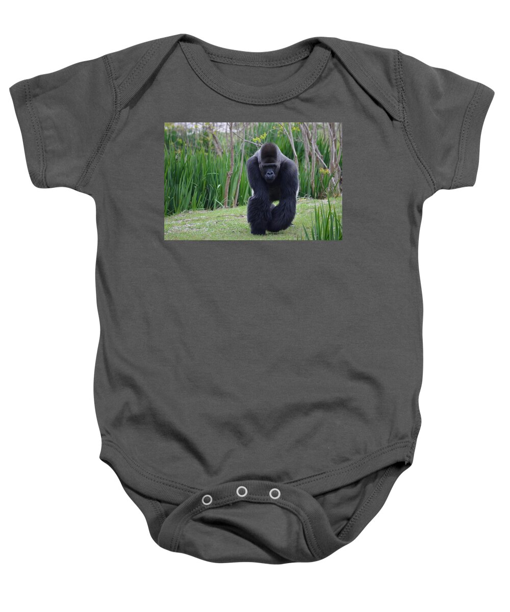 Male Baby Onesie featuring the photograph Zootography of Male Silverback Western Lowland Gorilla on the Prowl by Jeff at JSJ Photography