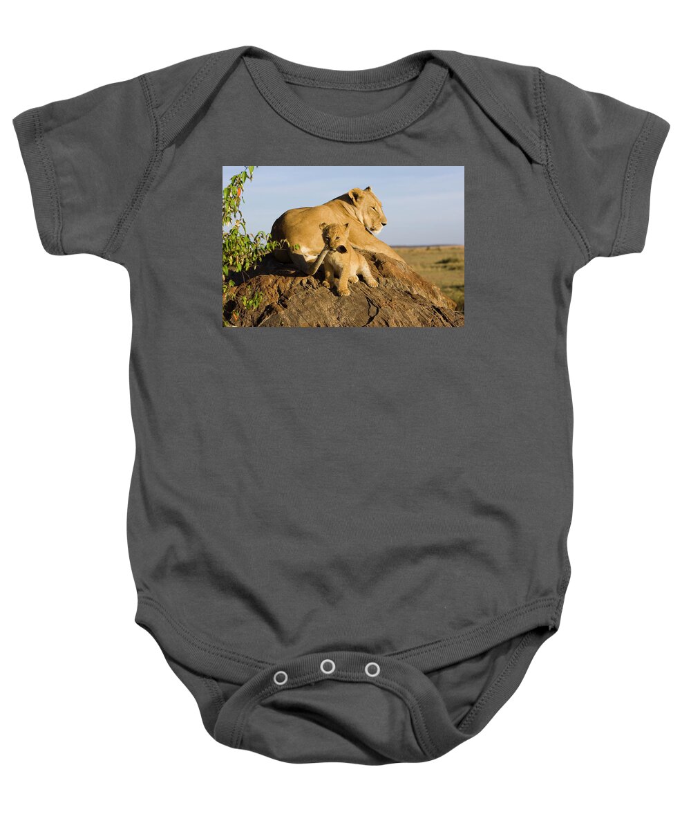 Mp Baby Onesie featuring the photograph African Lion Panthera Leo Seven #1 by Suzi Eszterhas