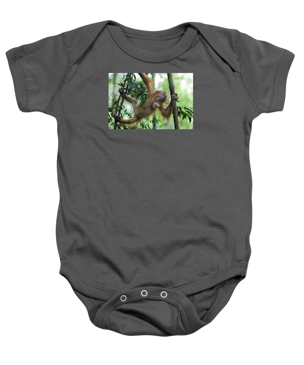 Mp Baby Onesie featuring the photograph Sumatran Orangutan Baby by Suzi Eszterhas
