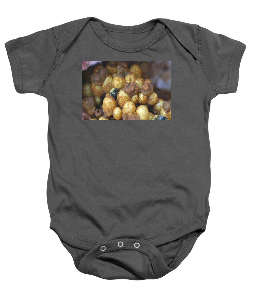 Animal Baby Onesie featuring the photograph Bumblebee Nest #3 by Ted Kinsman
