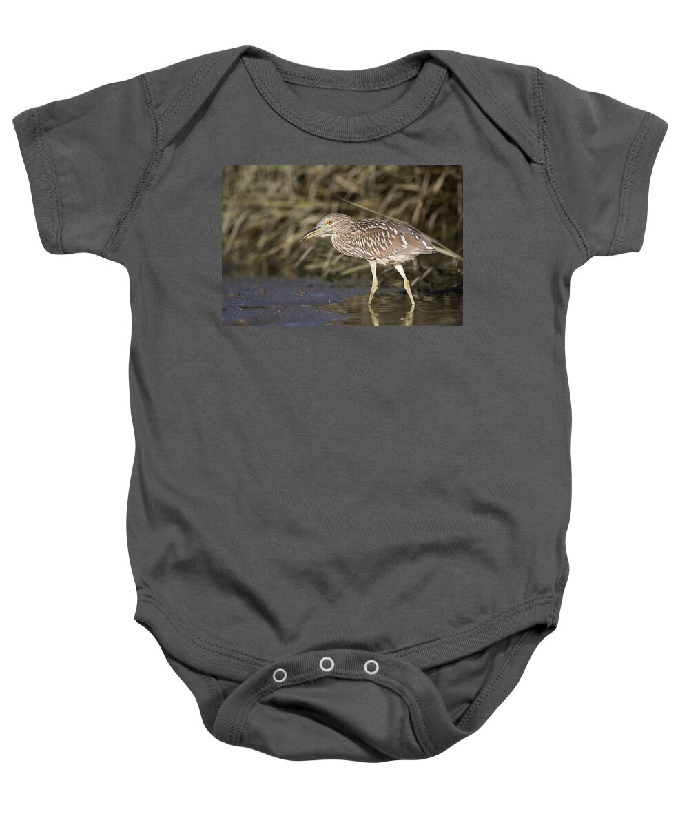 00448427 Baby Onesie featuring the photograph Black Crowned Night Heron Juvenile by Sebastian Kennerknecht