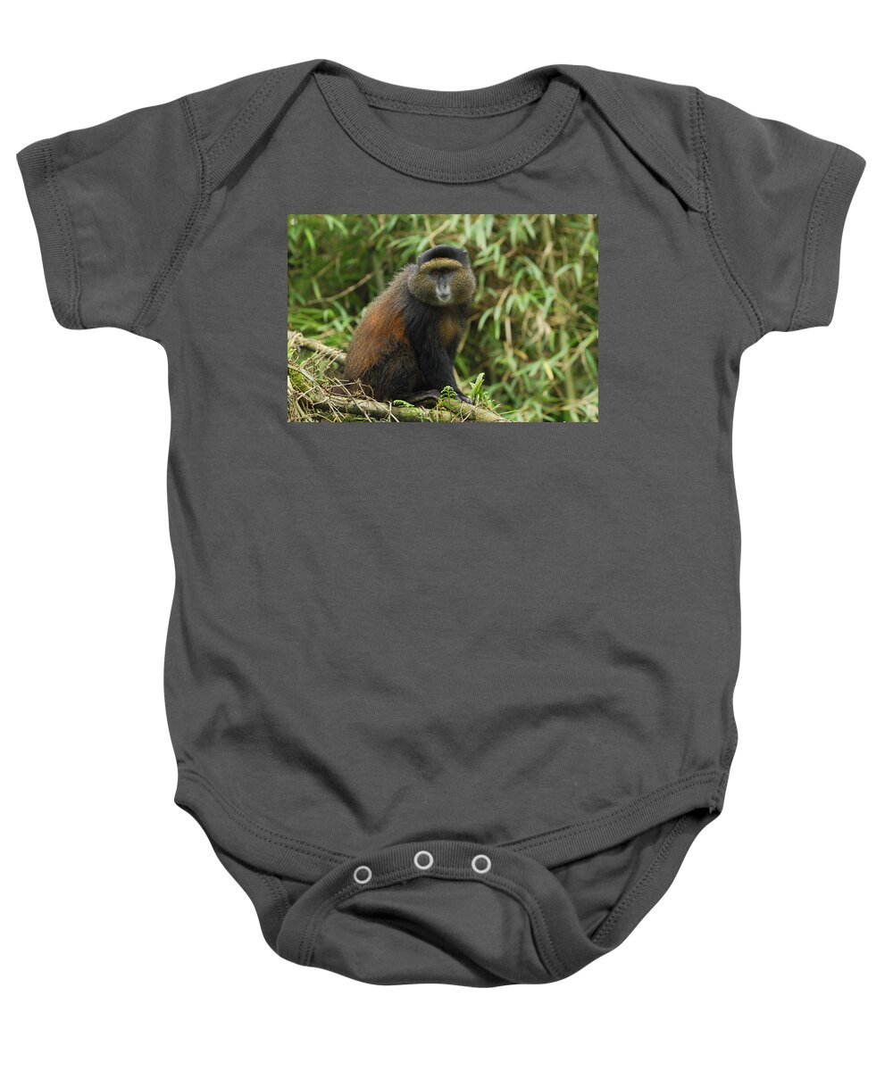 00785706 Baby Onesie featuring the photograph Blue Monkey in Volcanoes Nat'l Park by Thomas Marent