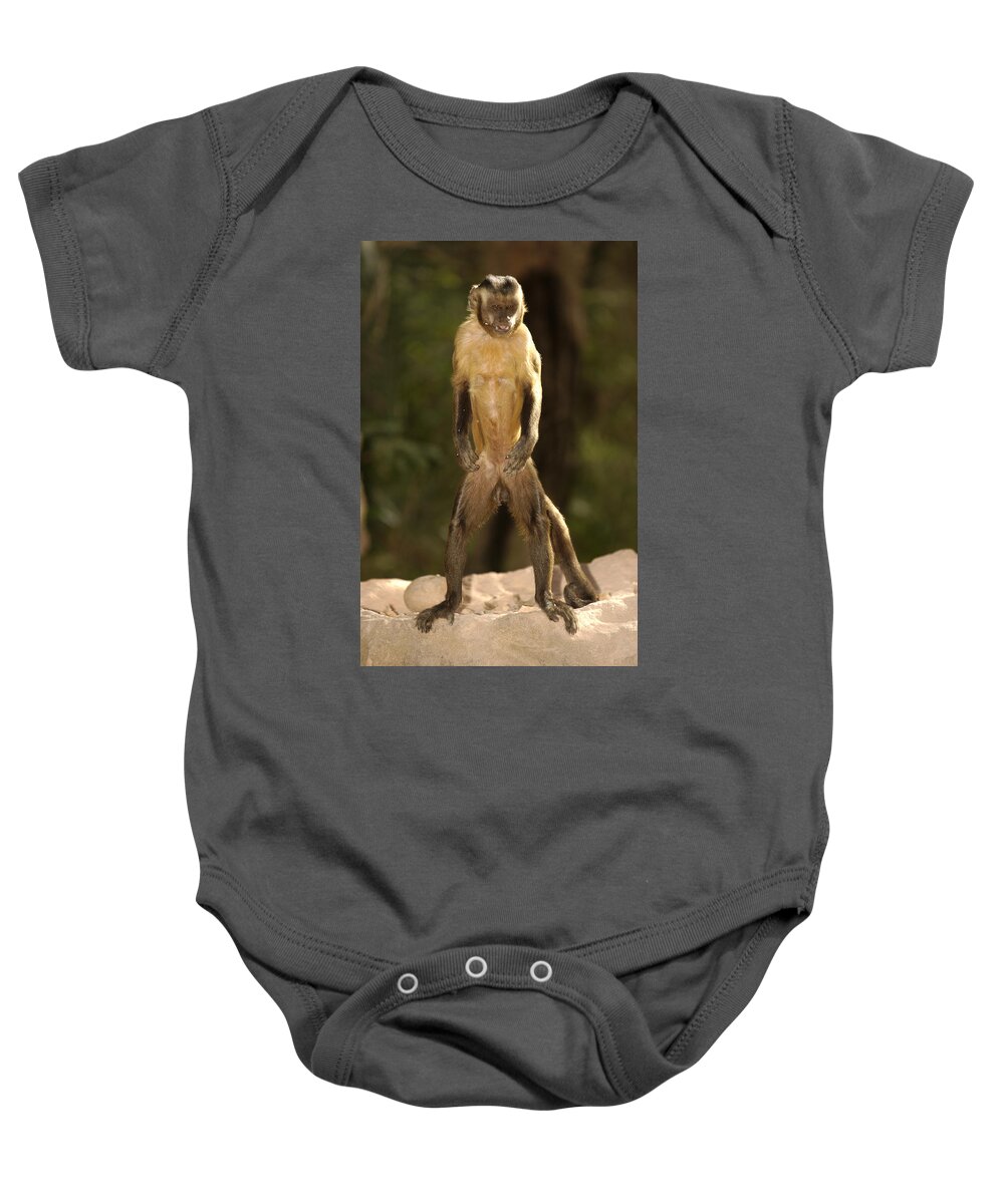 Mp Baby Onesie featuring the photograph Brown Capuchin Cebus Apella Standing by Pete Oxford