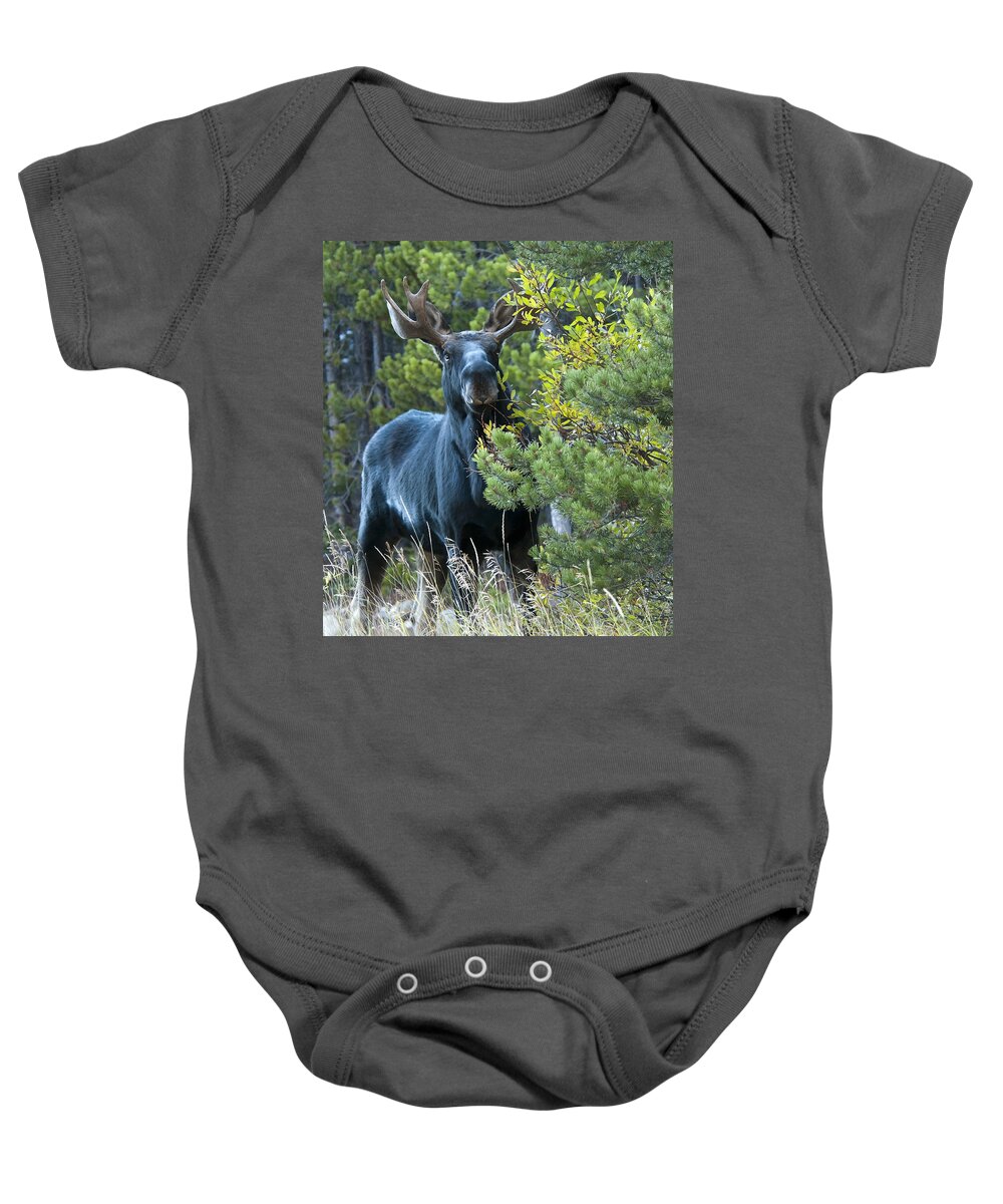 Moose Baby Onesie featuring the photograph Bull Moose by Gary Beeler