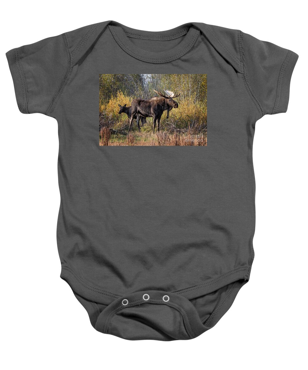 2012 Baby Onesie featuring the photograph Bull tolerates Calf by Ronald Lutz