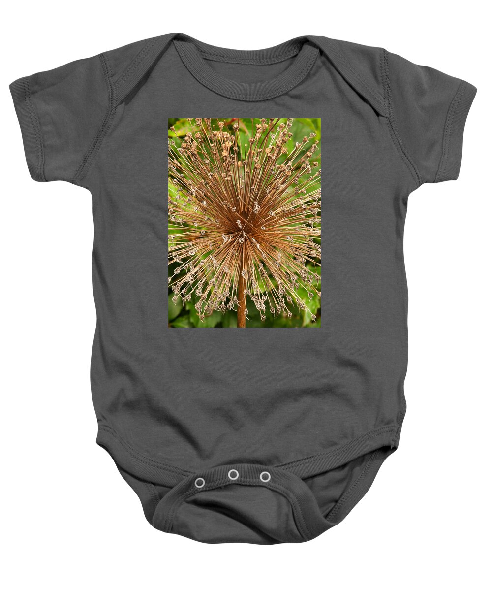 Brilliant Blooms Baby Onesie featuring the photograph Burst by Paul Mangold
