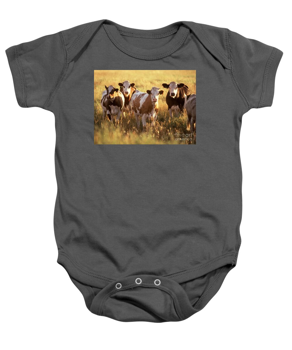 Cow Baby Onesie featuring the photograph Cattle In Field by Science Source