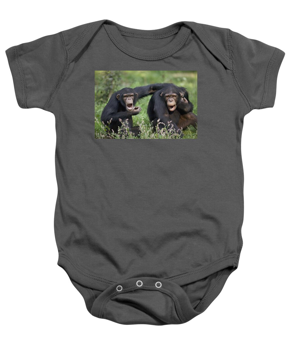 00620524 Baby Onesie featuring the photograph Chimpanzees Pan Troglodytes Calling by Cyril Ruoso